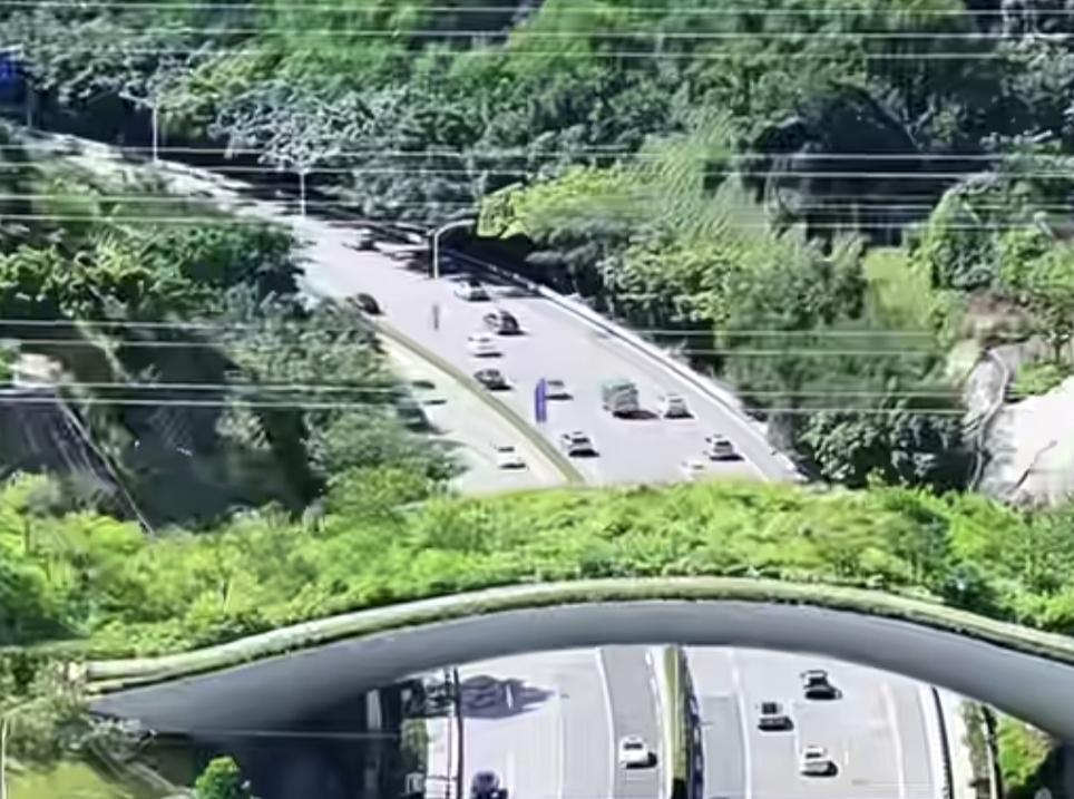 深圳有座小动物专属天桥
是小孩哥、小孩姐提议建造的，
桥上有动物们的