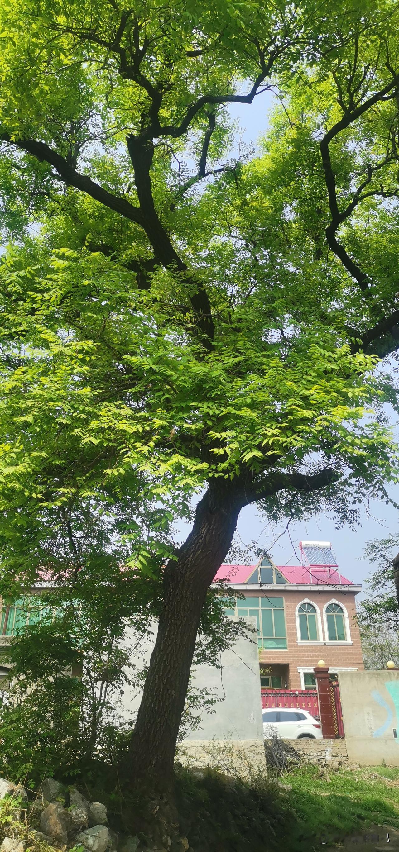 周六，队友开车往返500多公里（单程272公里），耗时约7个小时，回老家接回了我