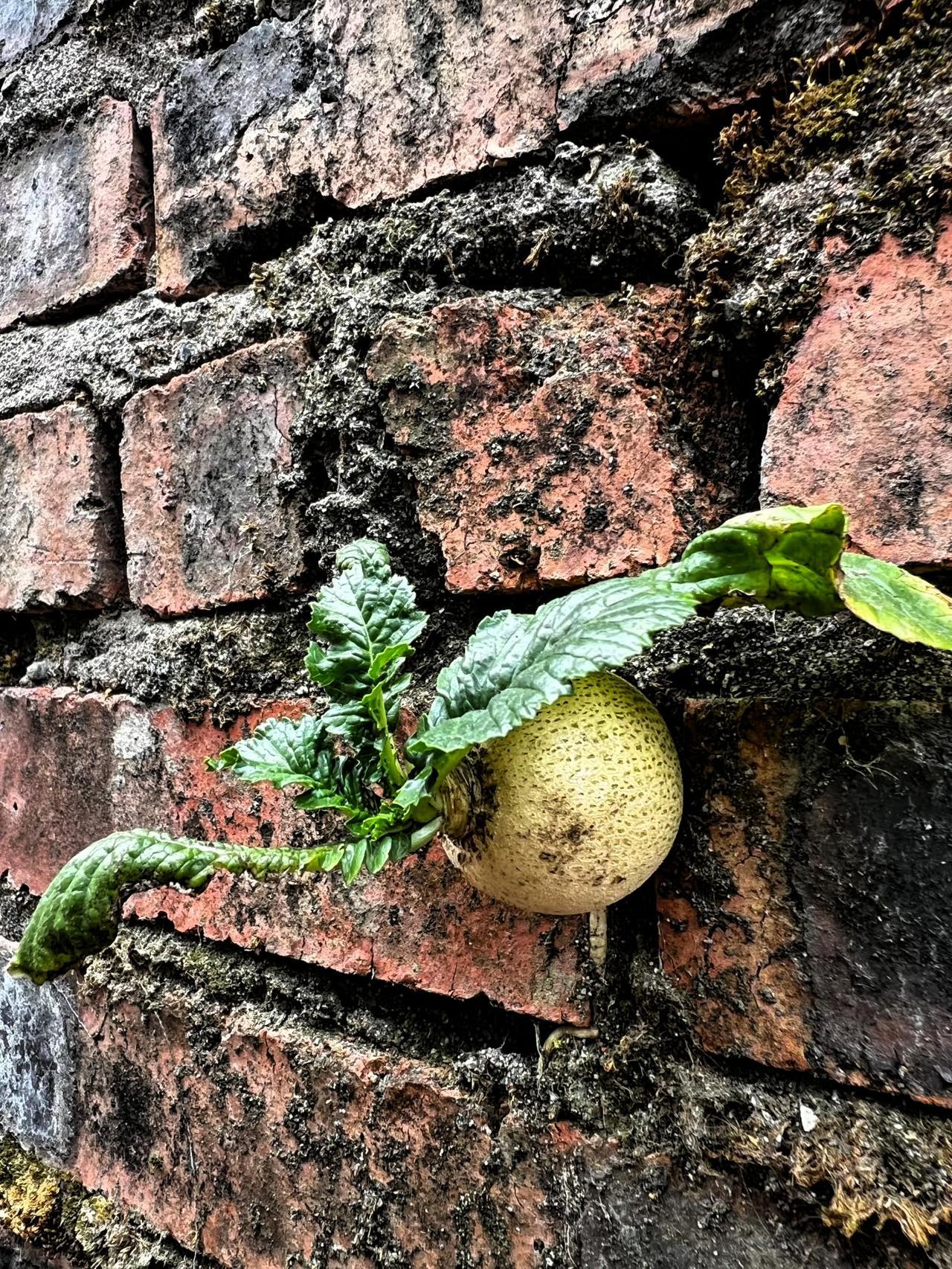 看看这墙面上的它，生命力如此的强大，这算不算绝处逢生~ 