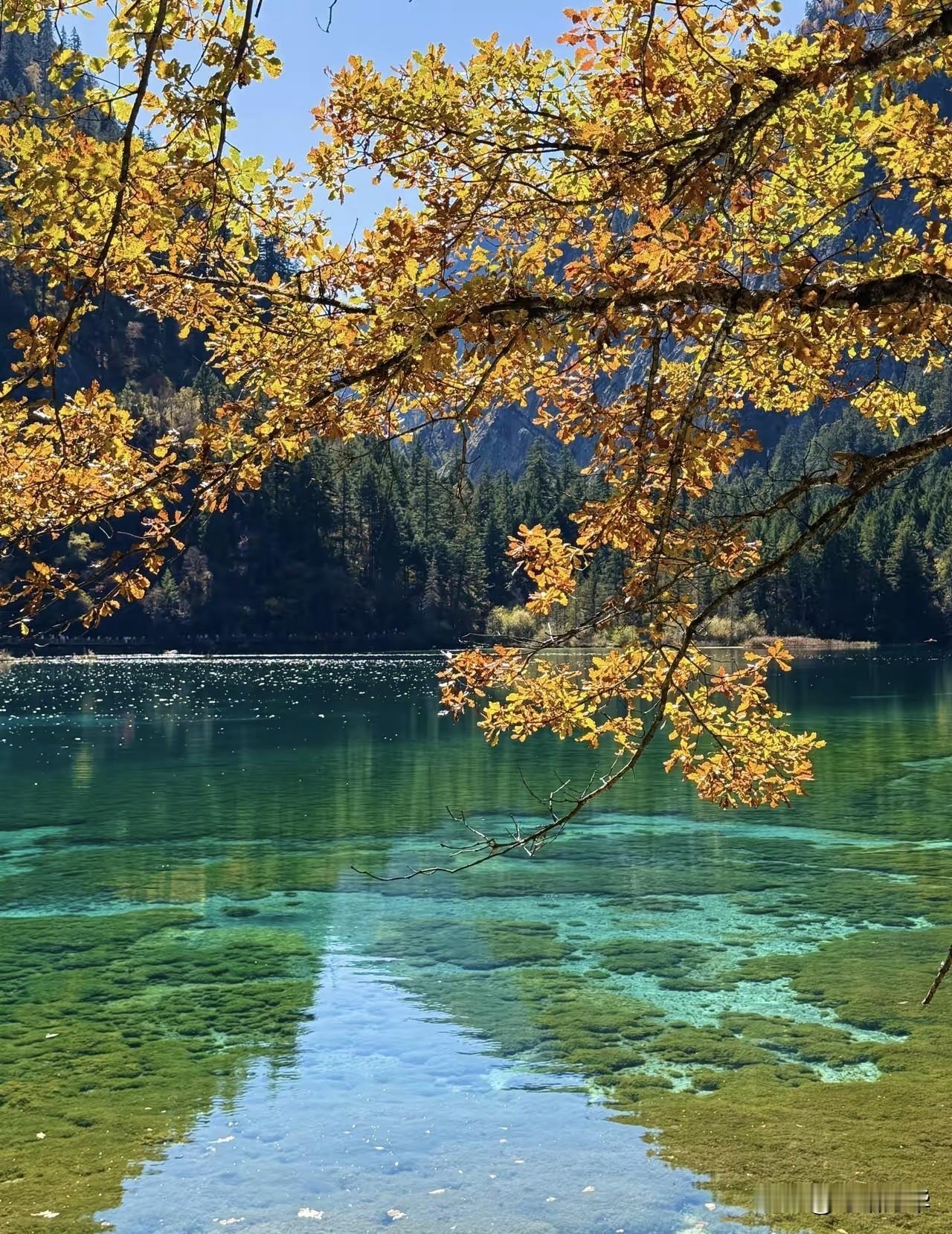 九寨归来不看水，这话不假。

晨光中踏上则查洼沟的至高点。长海静卧在群山环抱中，