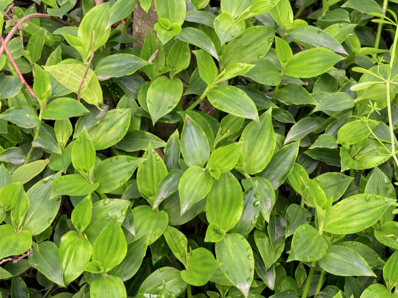 今天在郊外看到一些野菜。其中一种像竹叶一样。似乎在有一次峨眉山的路边小店吃过。但