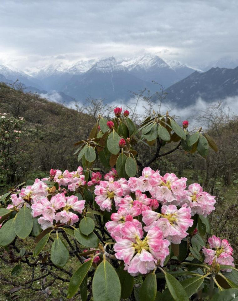 高山杜鹃生长近20年才开花树高几十米种子却比芝麻还小高山杜鹃从种子到开花，在野外
