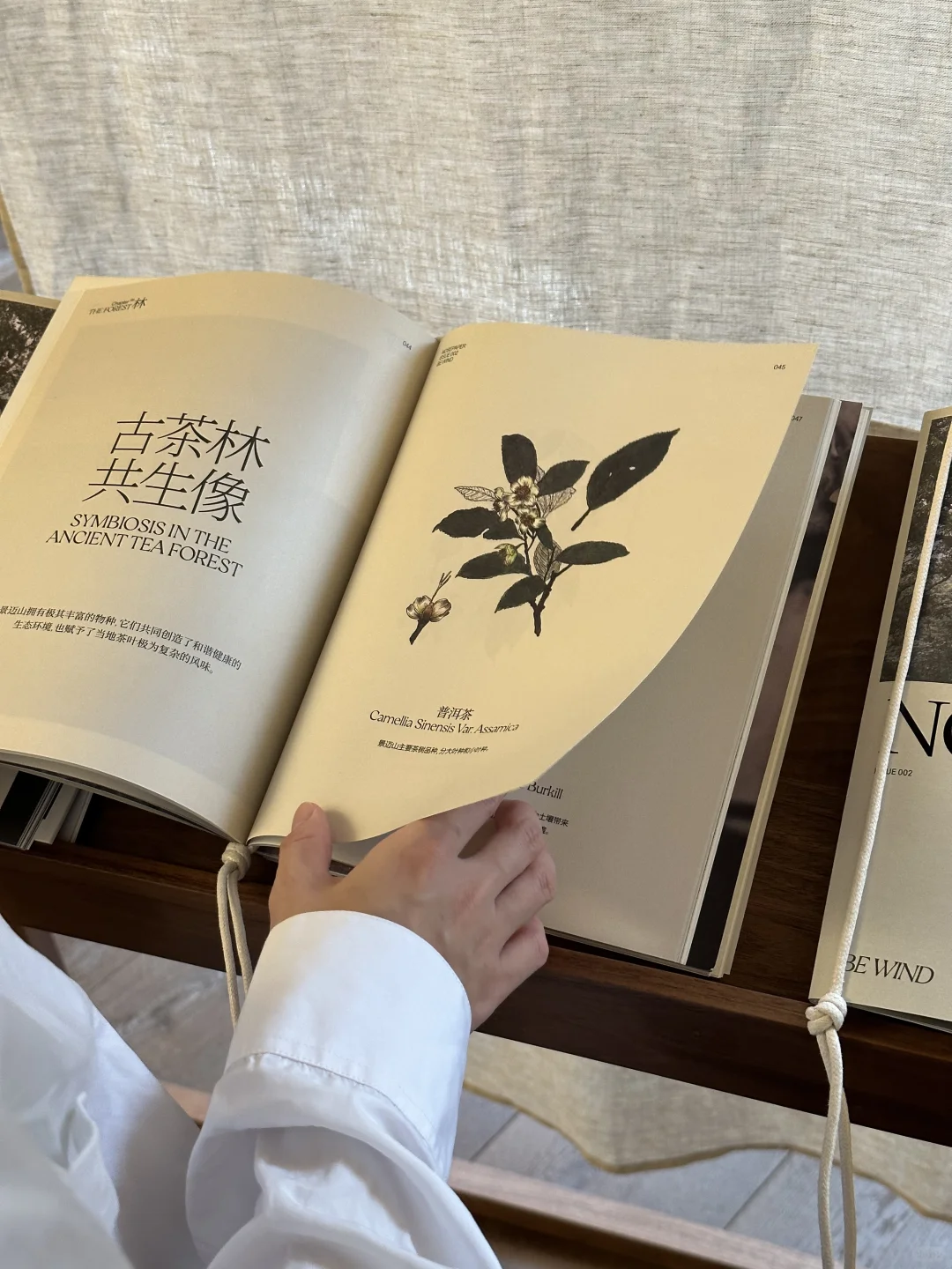 拥有一阵景迈的风🍃