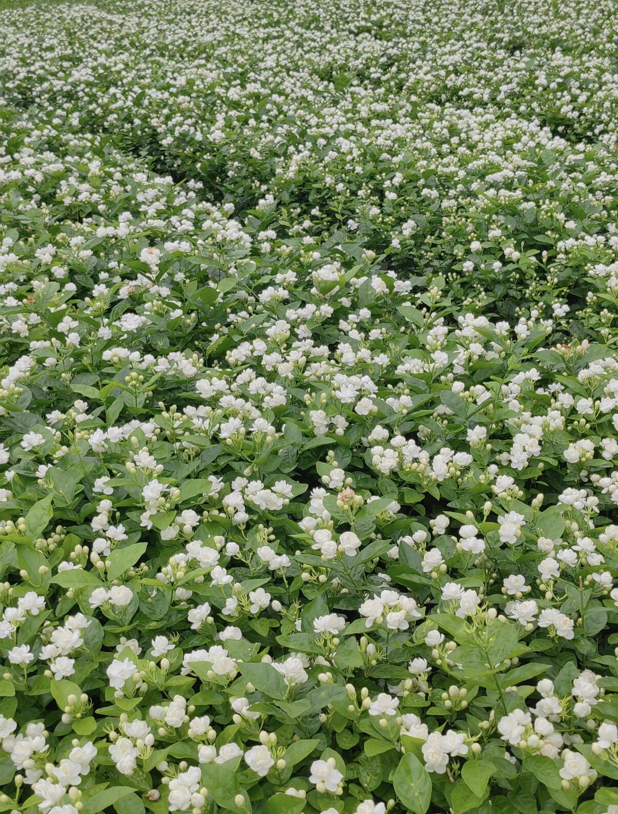 茉莉奶茶正在被水淹遭遇洪水的广西横州出产全国80%的茉莉花|||横州茉莉花是广西