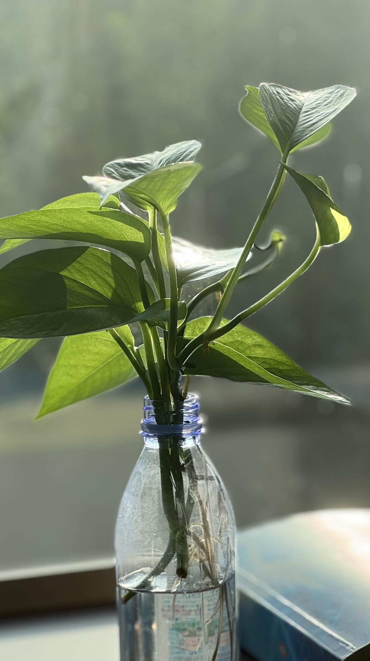 分享早晨的晨语。心情是自己给的