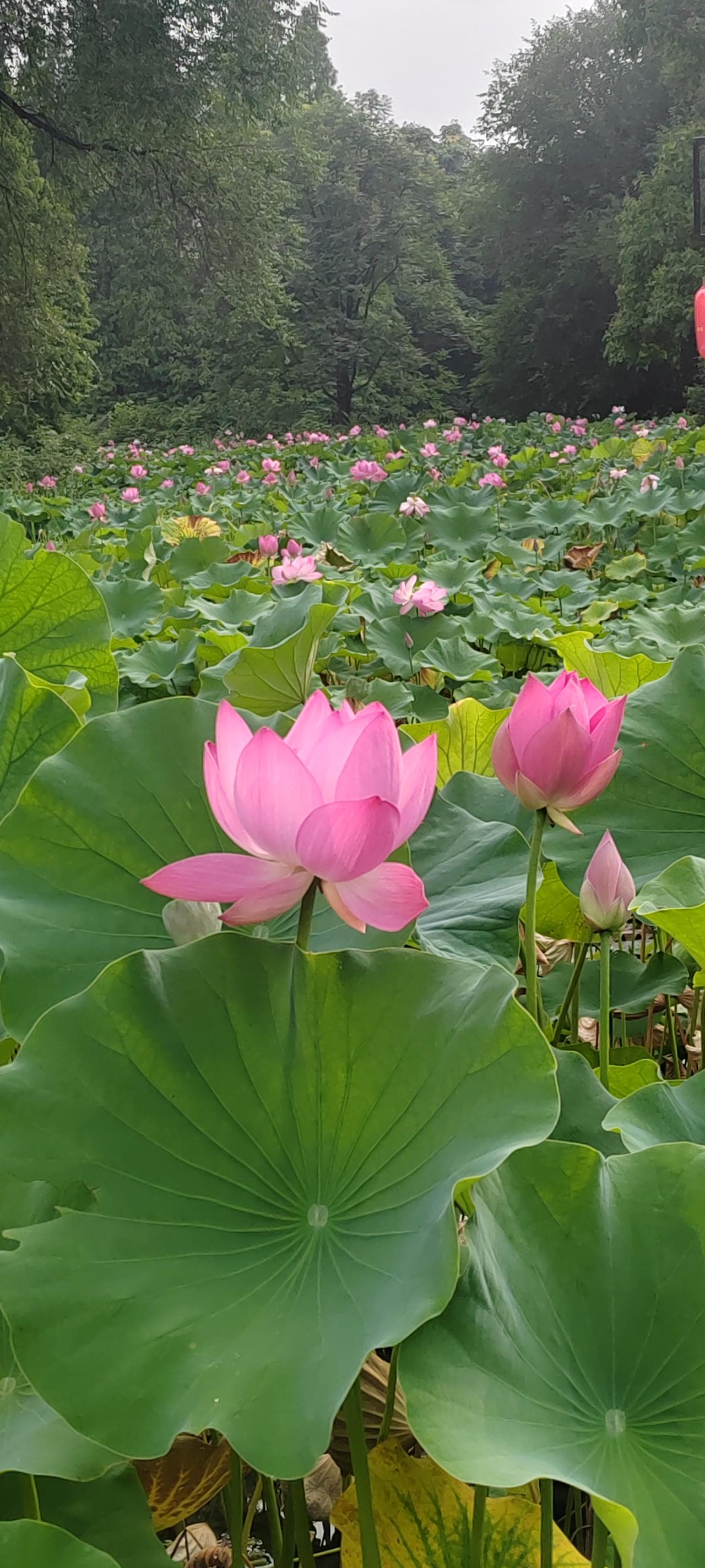 隔壁一个班的语文老师对学生超严厉，课也教的好，作业逐一检查，不好就得罚抄，每次考