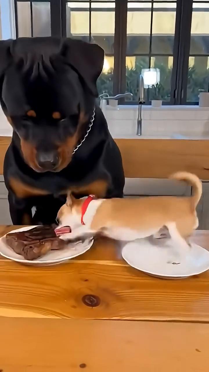 Twe...Chihuahua vs.Rottweiler。