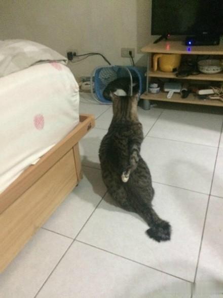 胖猫每次背痒都会这样自己抓...​​​