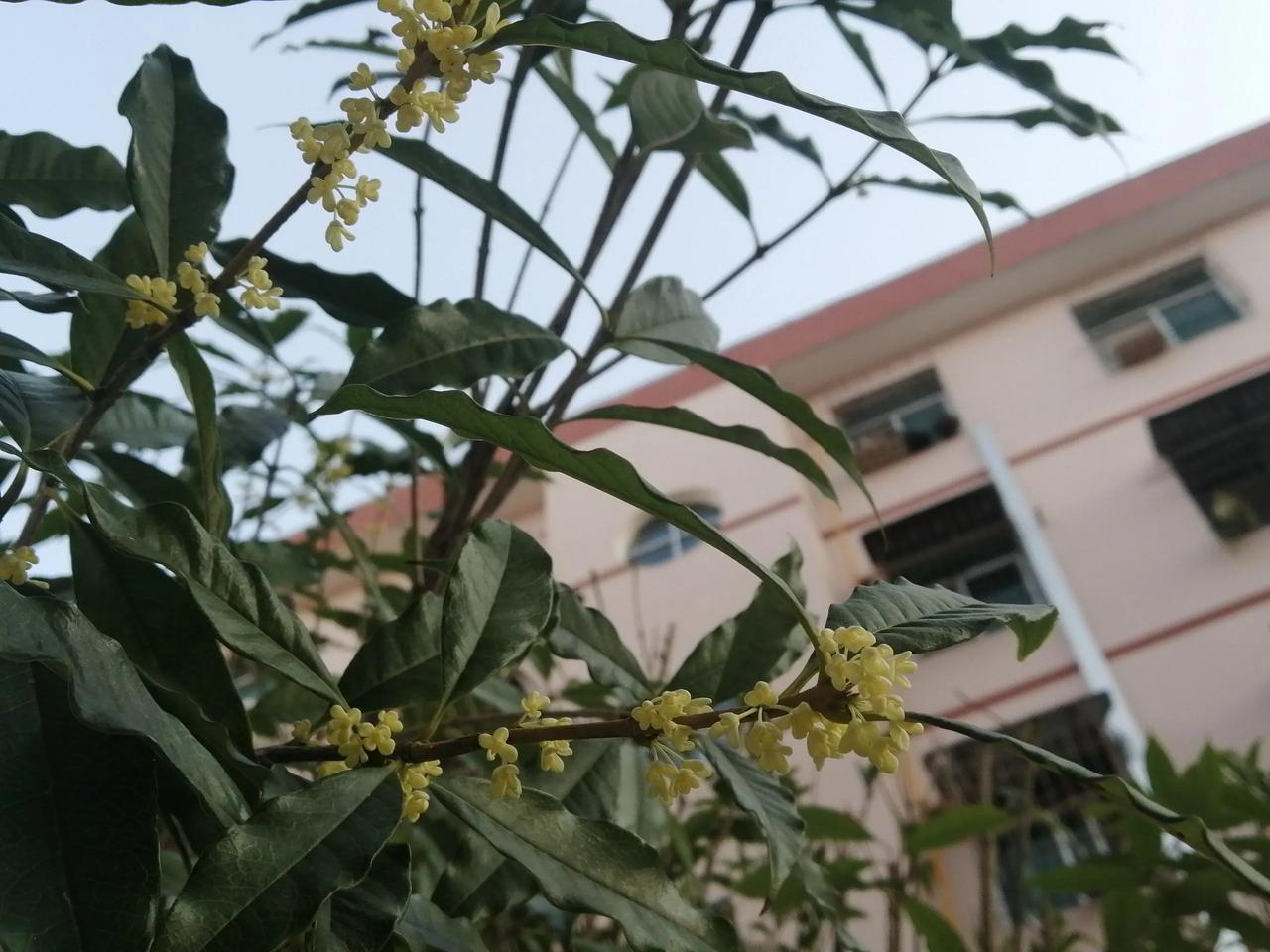 小区改造后，砍掉了原来长了十多年的香樟树，栽上了桂花树苗，没想到，三四月栽下的小