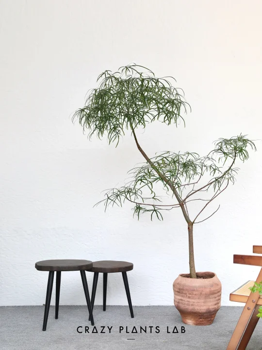 高阶植人摊牌，为啥你的昆士兰黄叶掉叶？