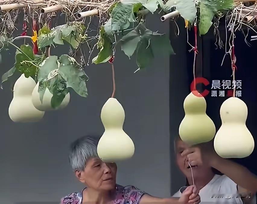 葫芦爷爷也很无奈啊，把喜欢的葫芦剪了，又装上去，都七十多岁的人了，本可以安享晚年