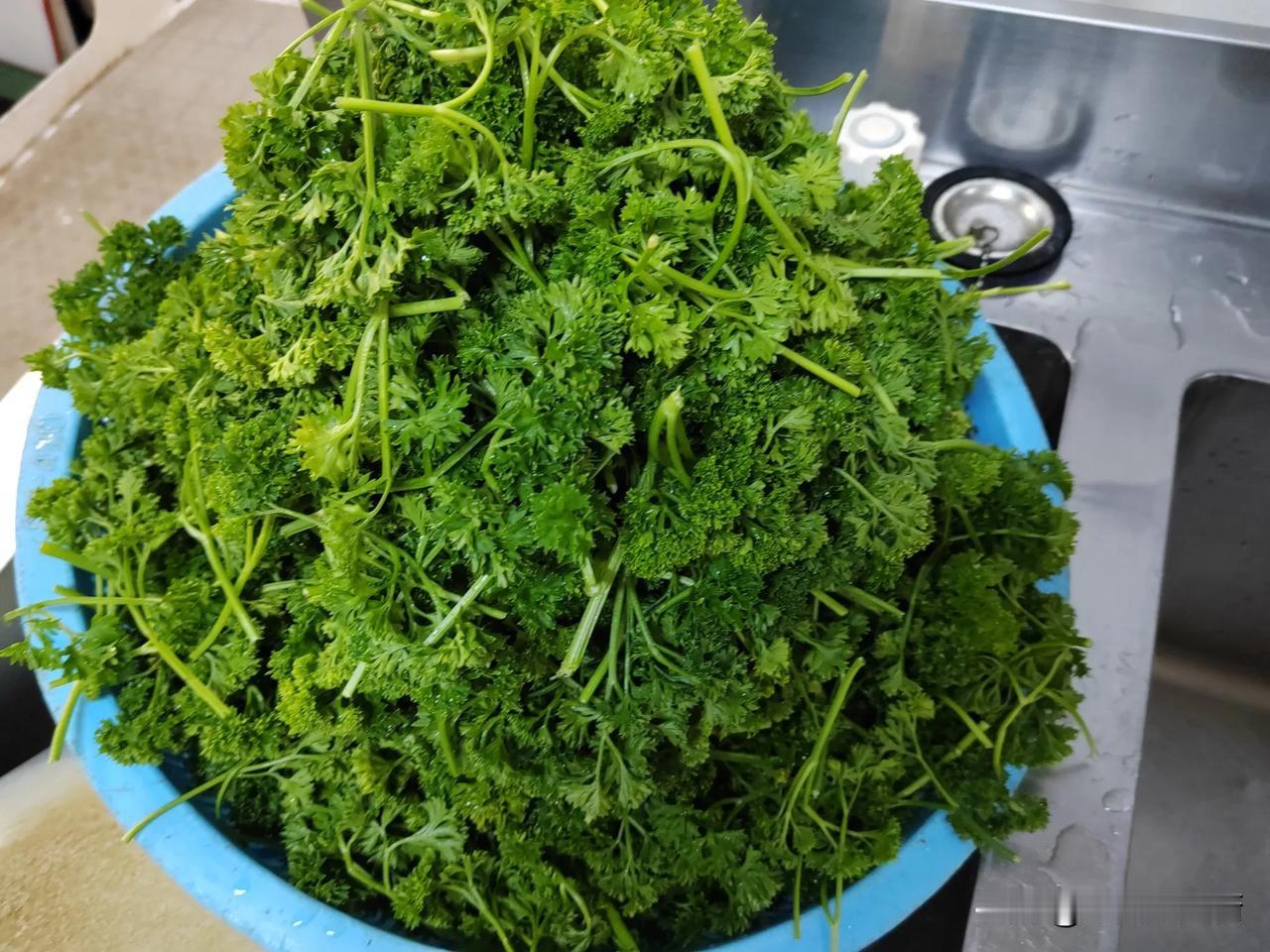 欧芹怎么做好吃，一次都没有吃过啊，记得以前在酒店做厨师时，经常拿欧芹叶点缀盘子，