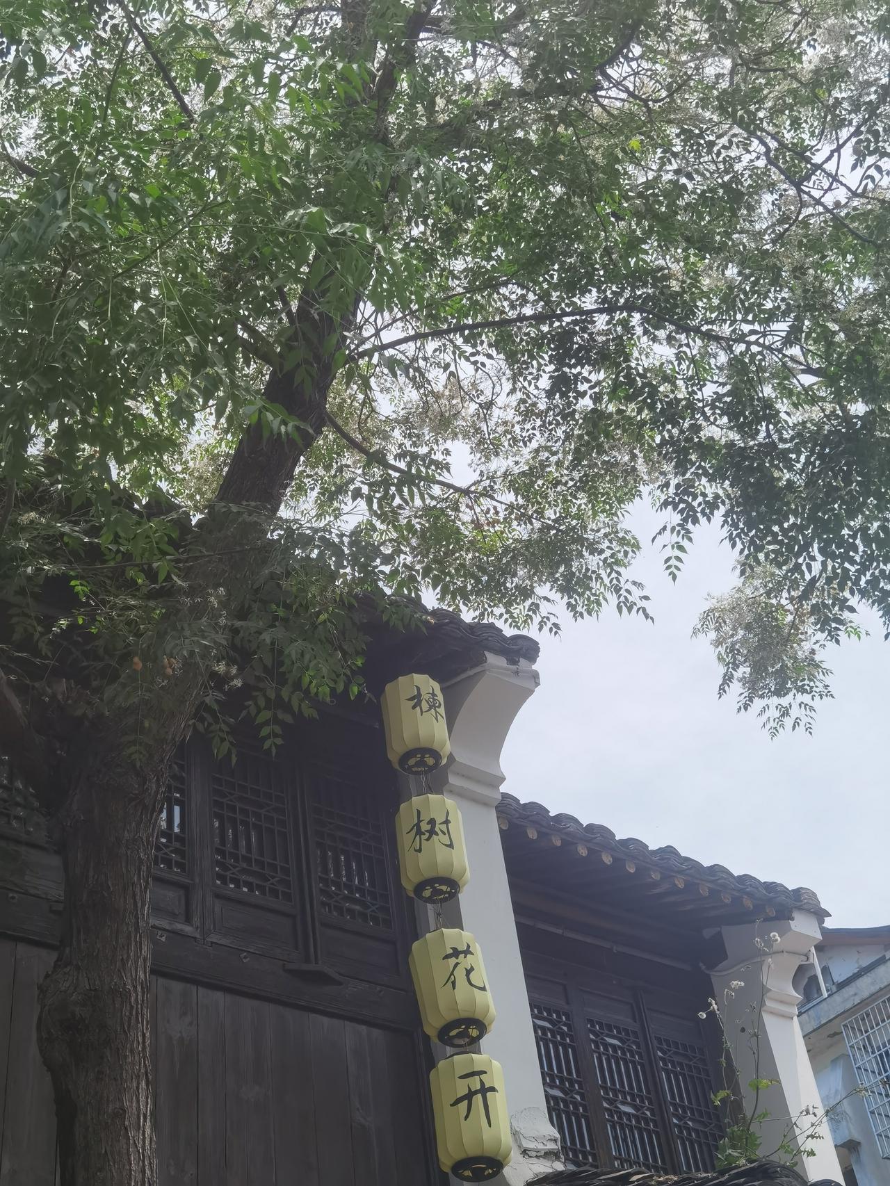 5月10日绍兴仓桥直街苦楝树，依然漂亮。苦楝树 苦楝花 绍兴苦楝树 浙江绍兴苦楝