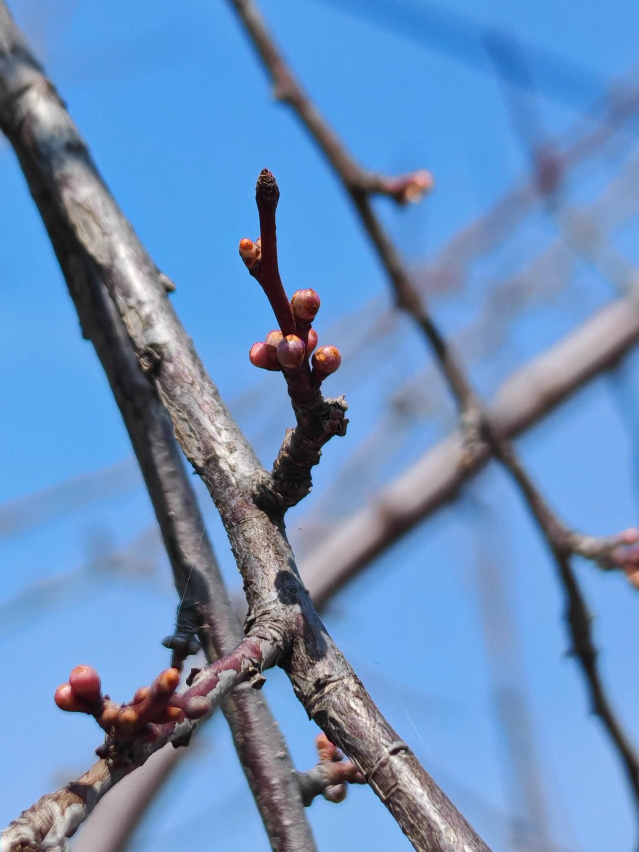 与痛风斗争的历程222
 
   今早醒来，周身关节都还算安稳，没有明显的痛感与