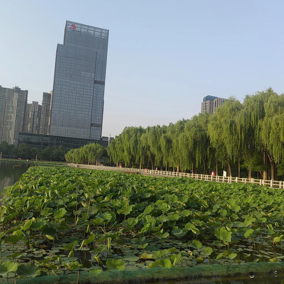 “涅槃重生”只有重生后的人才能体会到重生的畅快。
经历了四天高温酷热天气，昨天下