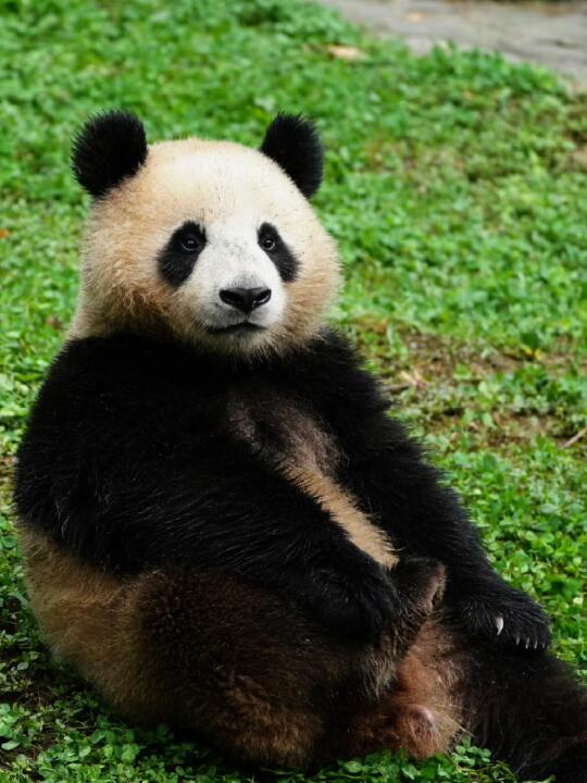 抠脚小熊