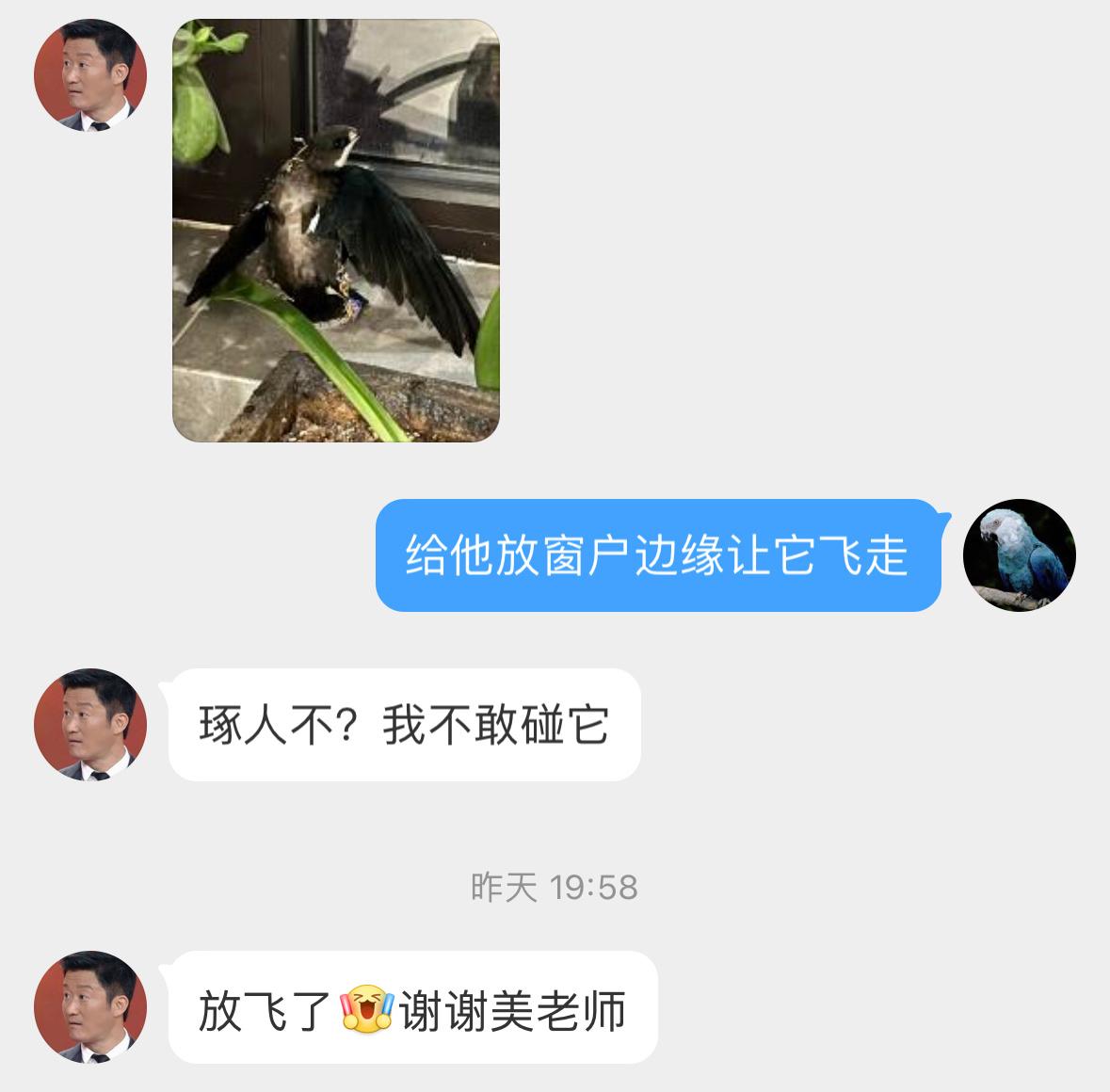 #鸟粉投稿# 别人的鸟运系列是一只【白喉针尾雨燕】[开学季]尾羽末端是针状的，飞