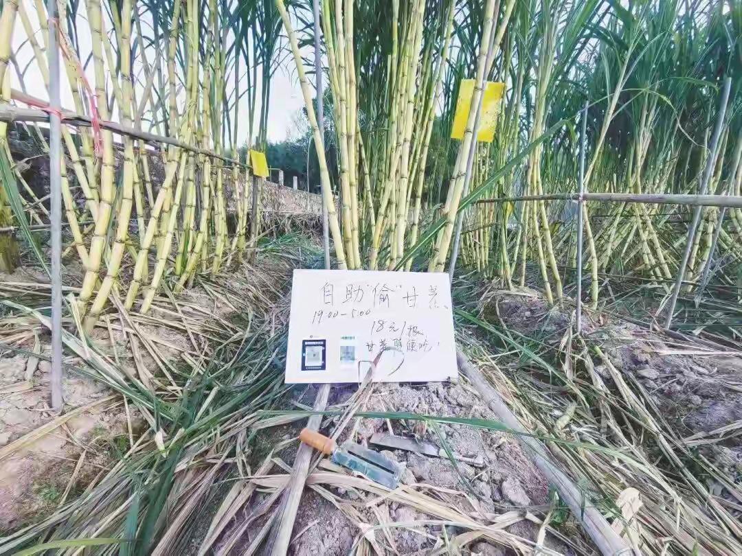 浙江绍兴出了个超有意思的打卡地！80后老板王勇龙把自家甘蔗地改成“可偷”模式，晚