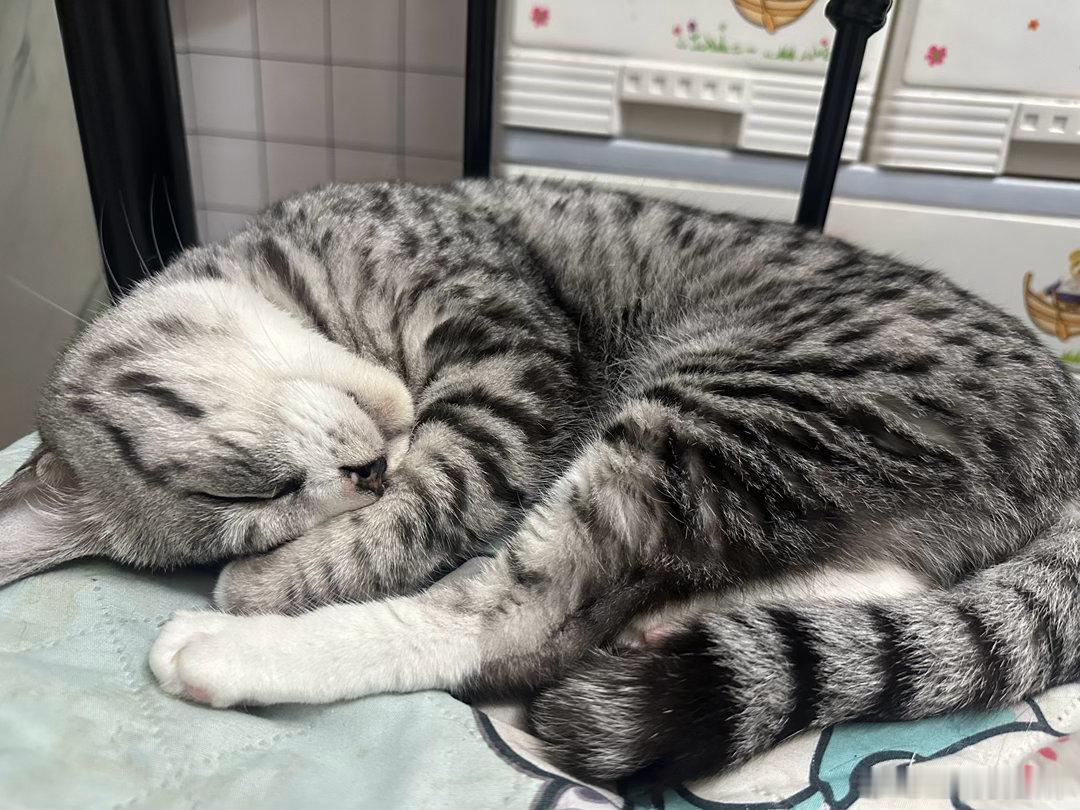 小猫坚持认为自己是人猫的感情可不比人差，猫比人可爱太多了 