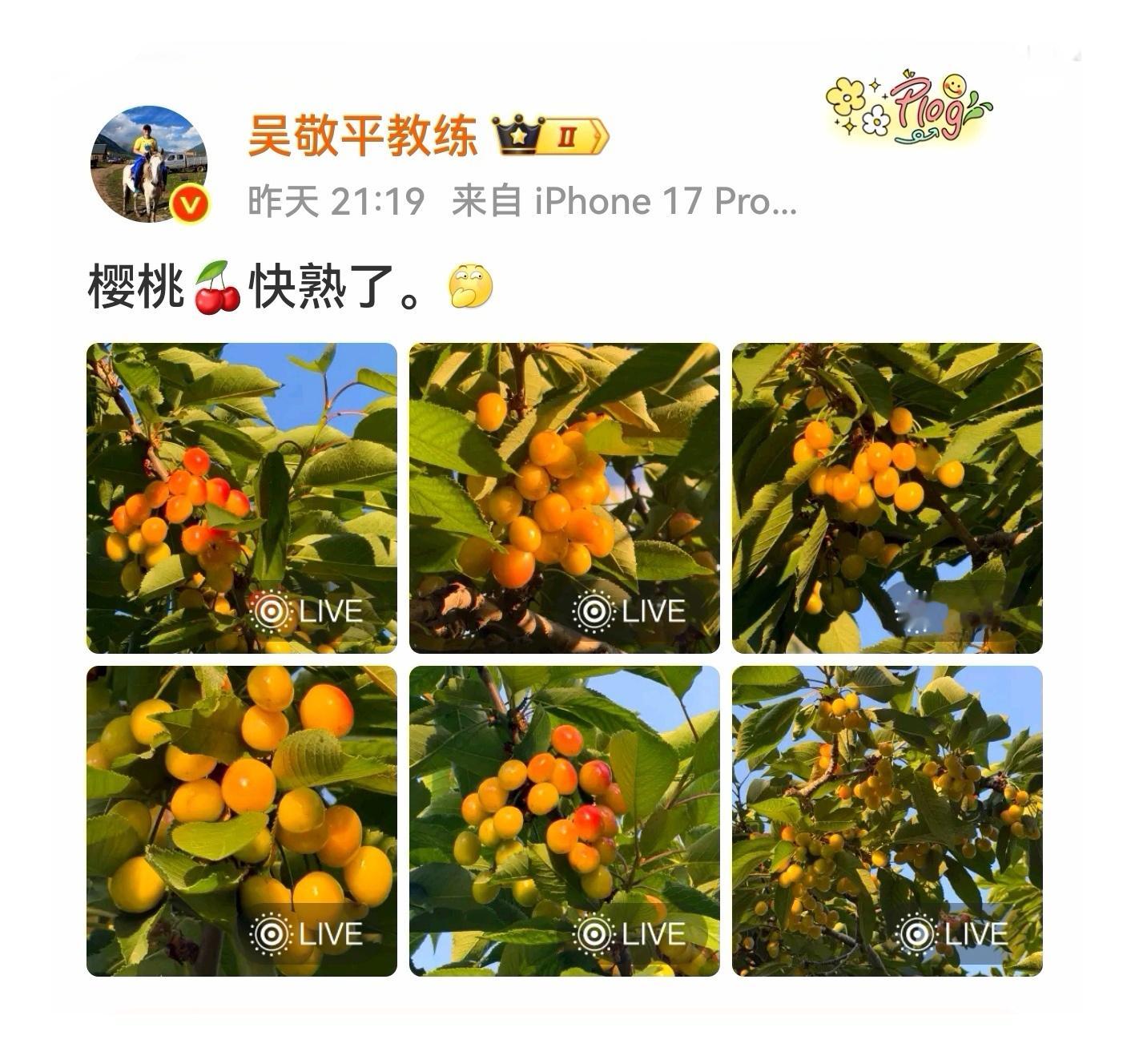 樱桃渐熟，长夜将尽，天边泛起鱼肚白。从没有一个运动员的名字被整个民族如此整齐地呼