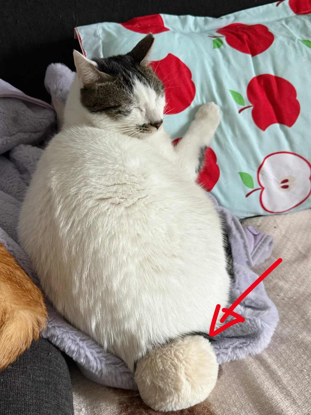 妈妈说：喜猫～我必须跟你分享兔子喂喂