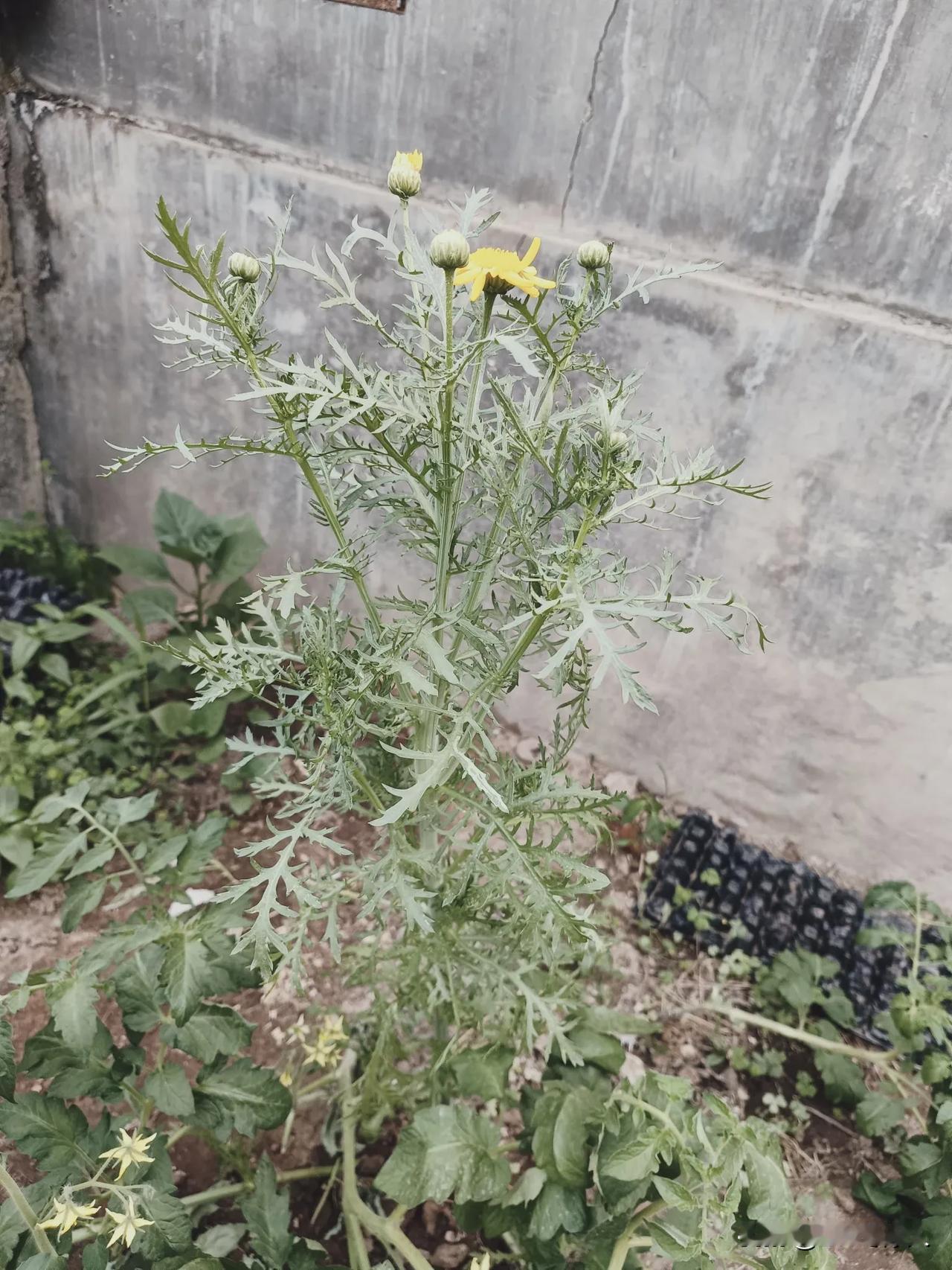 这竟然是茼蒿菜开花，真长见识了。以前光知道吃茼蒿，从来也没看到茼蒿老了开花是啥样
