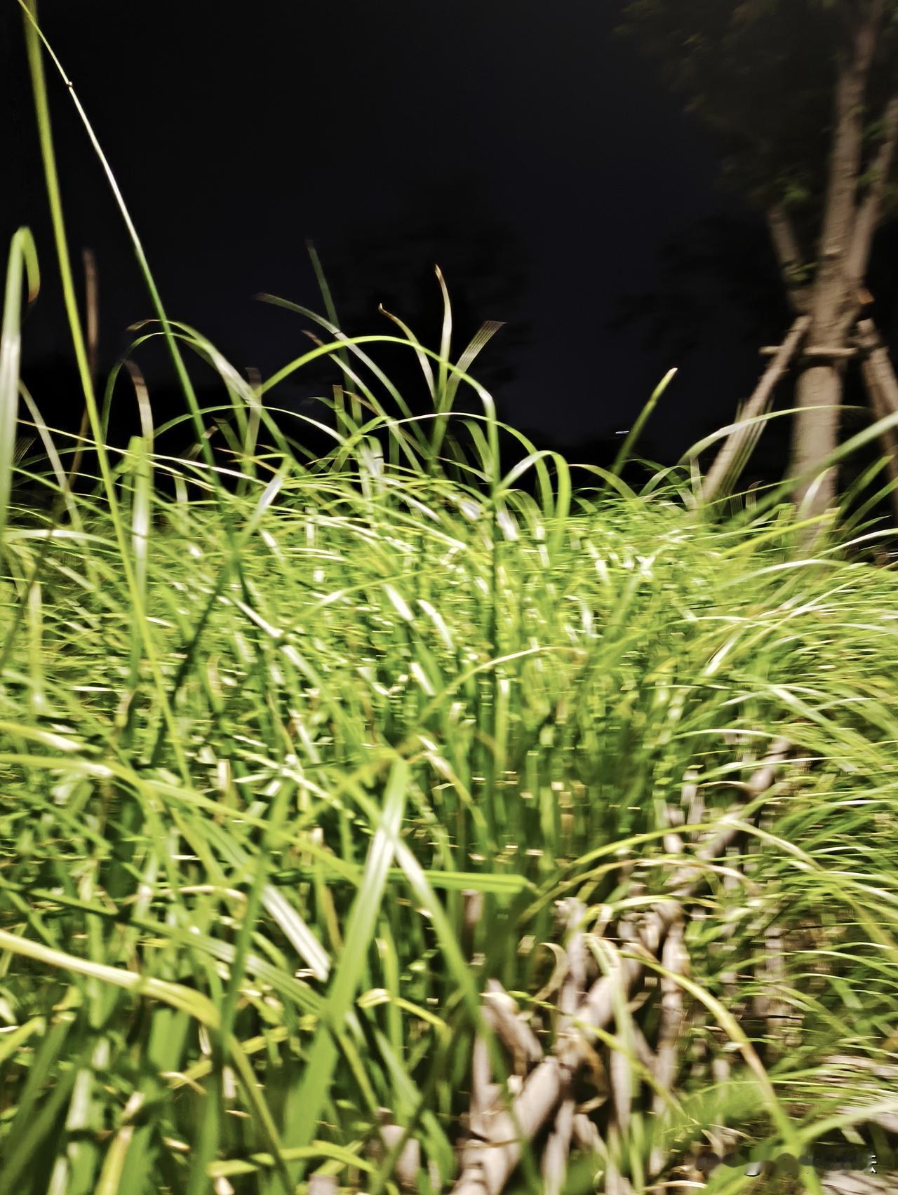 夏日生活打卡季