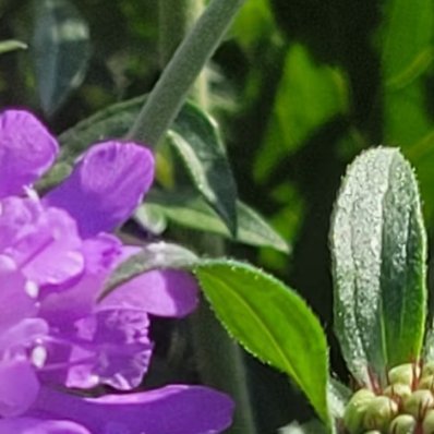 蓝盆花的种植方法：1.繁殖方法：春季或秋季，种子撒于疏松土壤，覆薄土保湿，20℃