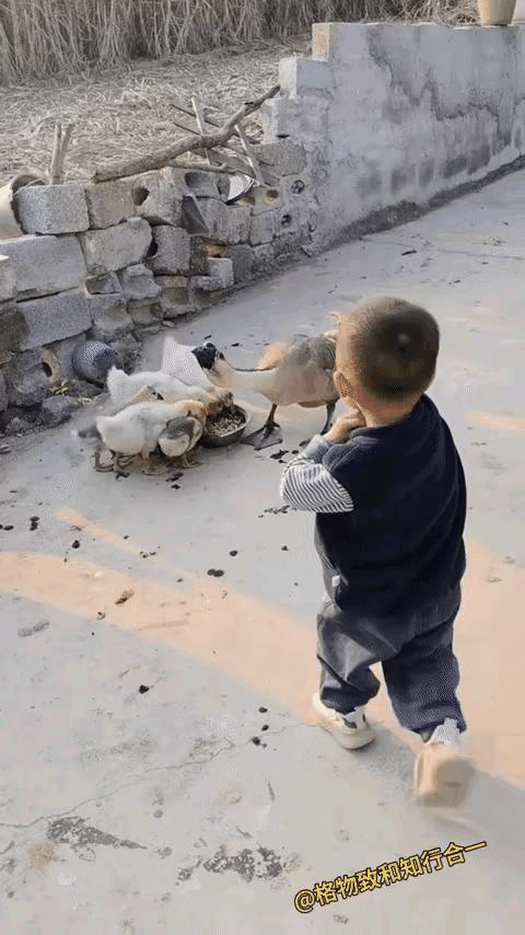 小孩（奶声奶气）：小鹅鹅，让我摸摸。说完伸手薅小鹅绒毛。

 小鹅（委屈）：嘎嘎