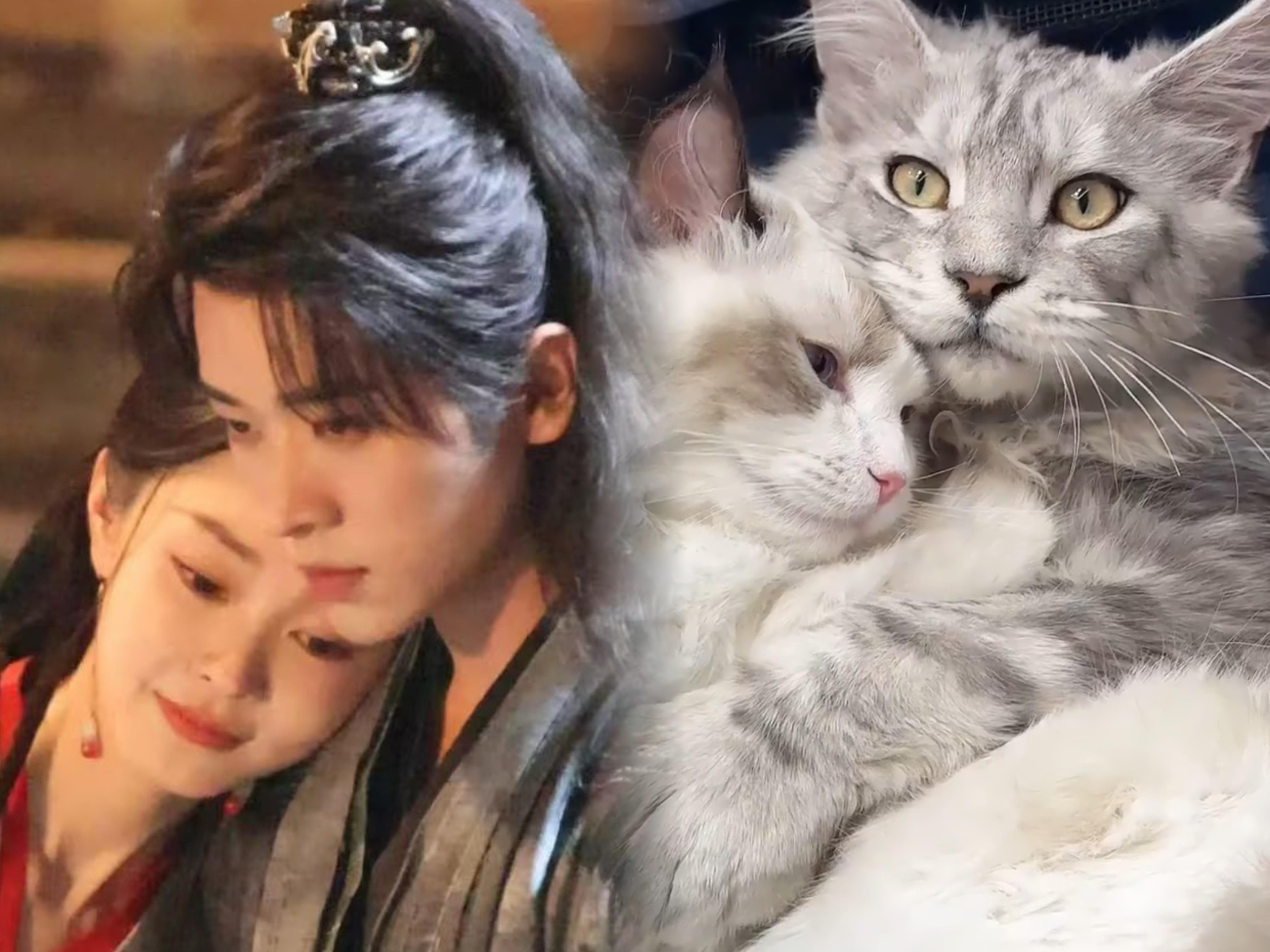猫塑宋轶丞磊的人简直是个天才 谁说清冷和疯批不能搭？宋轶的布偶猫黎霜将军射箭帅到