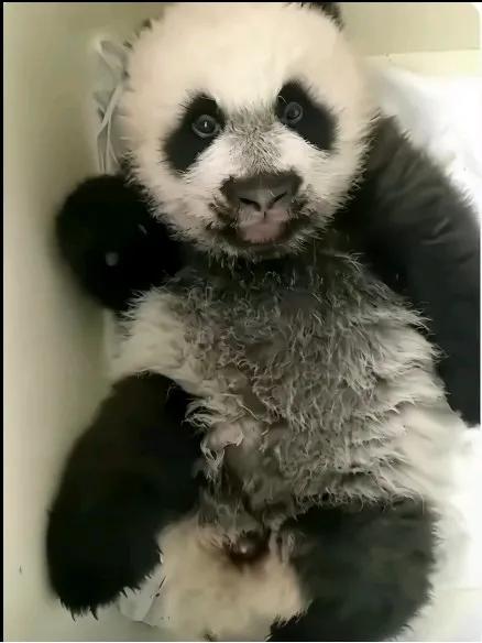 这是谁家的娃呀？
抱歉，我不能违心说好看，
长的真潦草，
又丑又萌[捂脸][捂脸