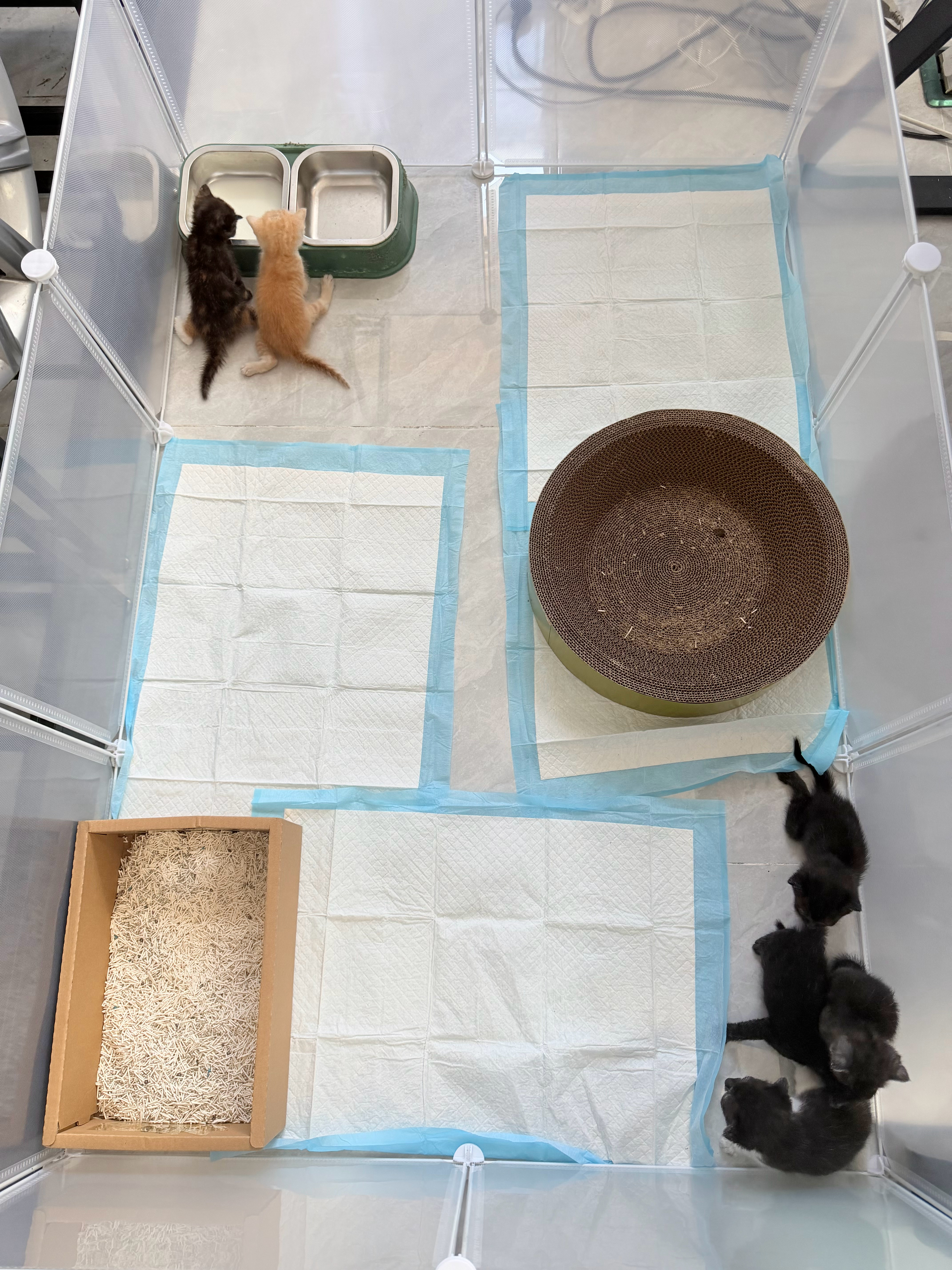 新家怎么样，该学会用猫砂了！ 