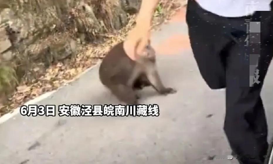 36岁女子在路边喂猴，一根香蕉惹来一身伤！安徽宣城，发生一起搞笑一幕，36岁女子