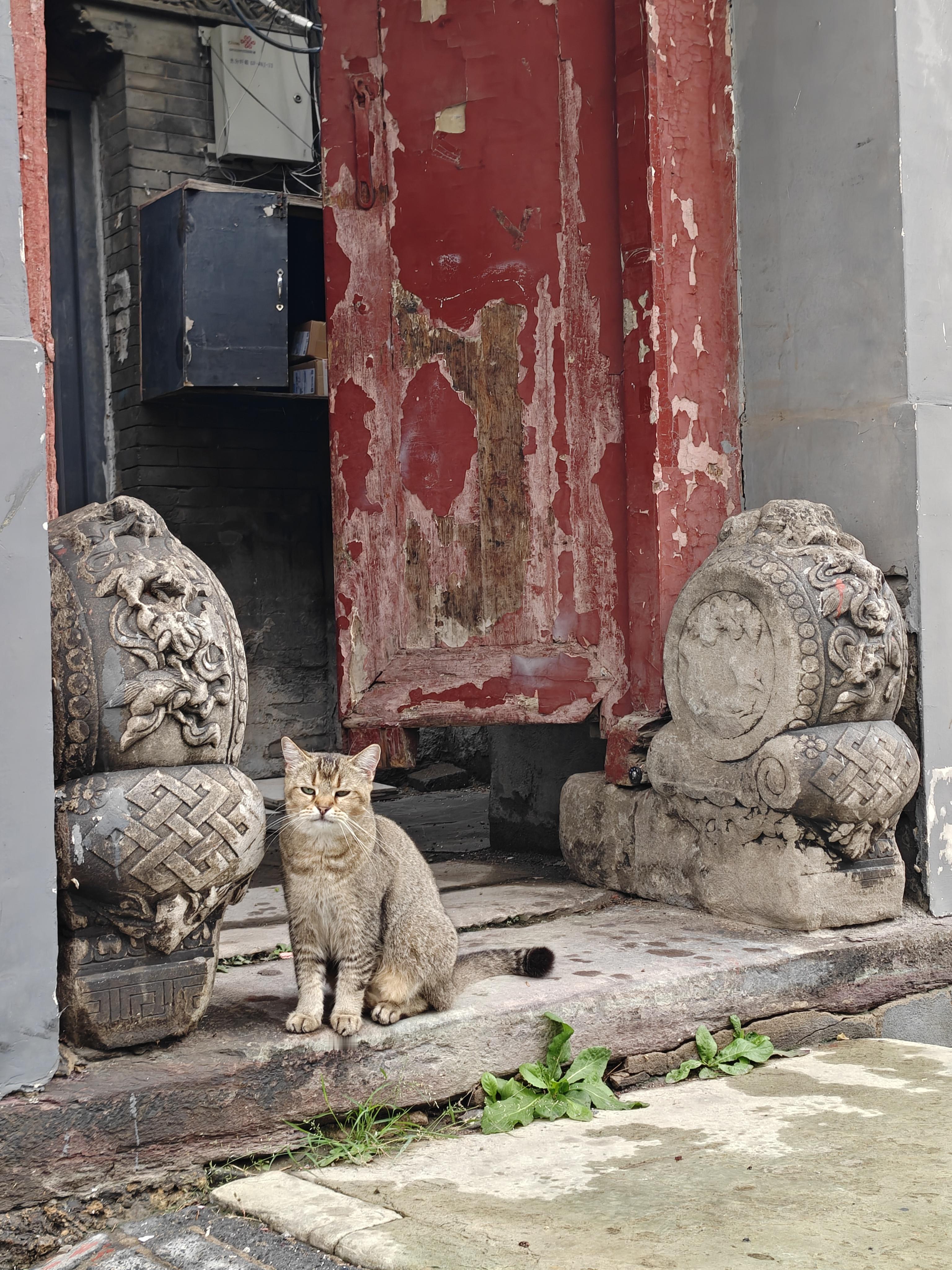 两广大街残存的老门楼，猫咪真乖啊。 ​​​
