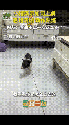 成精了！这只小猪的智商直接刷新认知
 
         谁能想到平日里被贴上笨