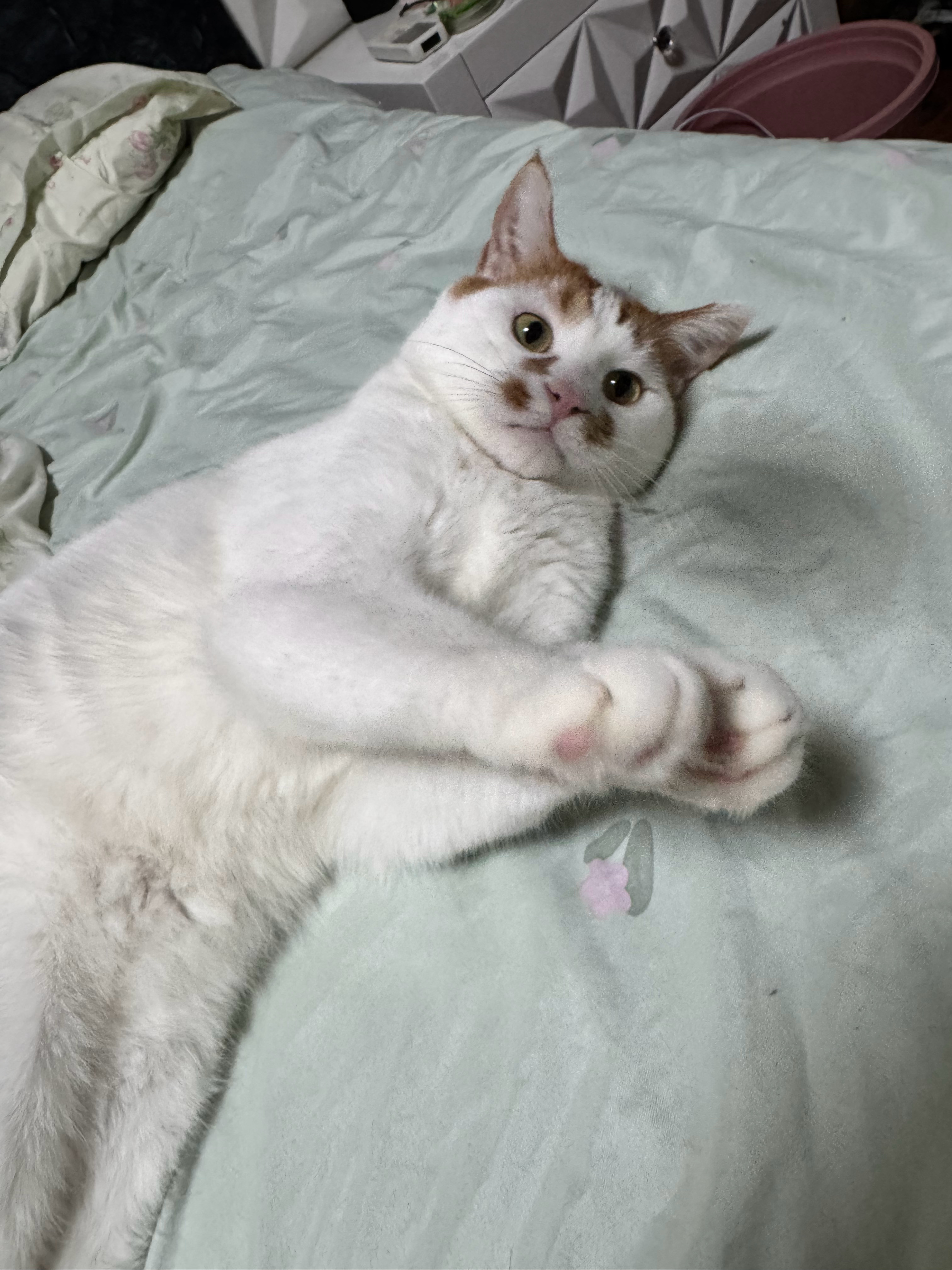 汐妈买了个苍蝇拍给他们拍屁股二楞以为是逗猫棒玩了一会儿就不乐意玩了 