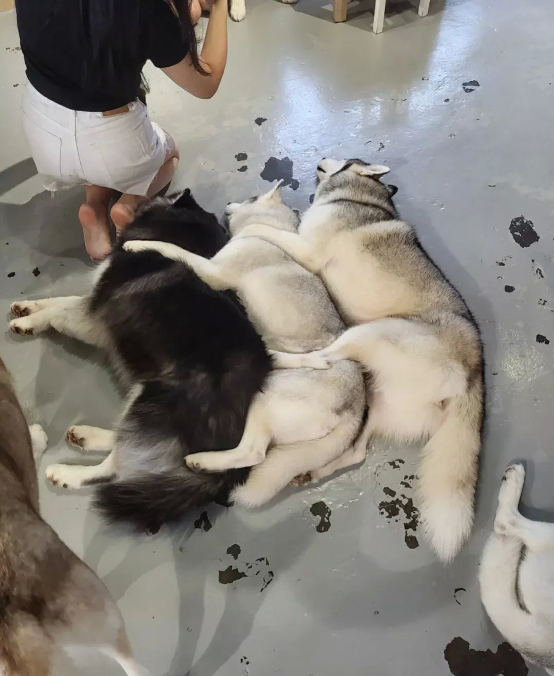 哈士奇哈哈哈翻到后面笑死了怎么越叠越多？？？