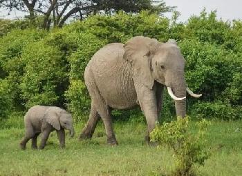 快讯！荒唐，柬方告泰方环境犯罪！
当地时间24日，据柬埔寨媒体报道，一头雌性亚洲