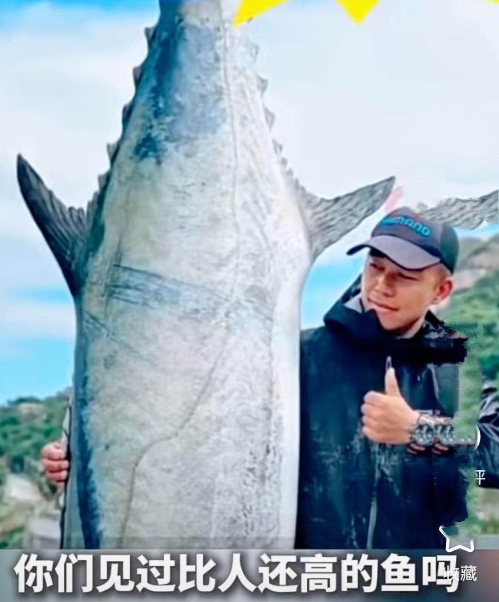 男子钓出227.2斤鱼王
近日珠海一男子的视频真是引发热议，竟然钓了鱼王，227
