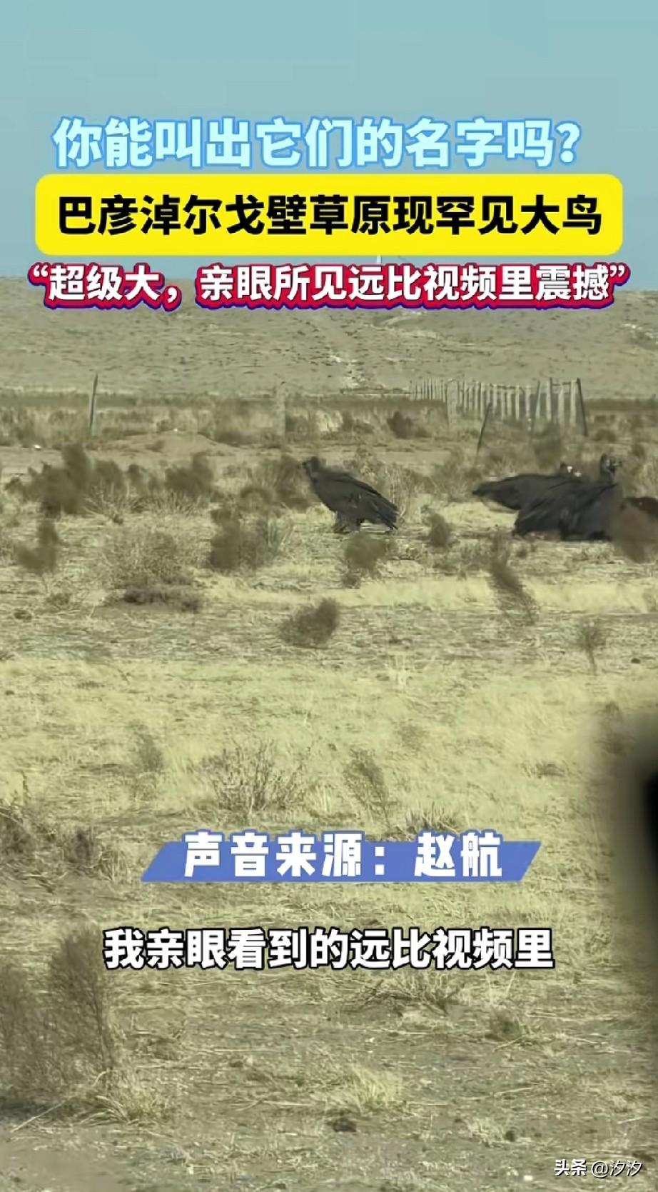 你能叫出他们的名字吗？
在巴彦卓尔戈壁草原，
惊现大鸟，
看到他的人拍了下来，
