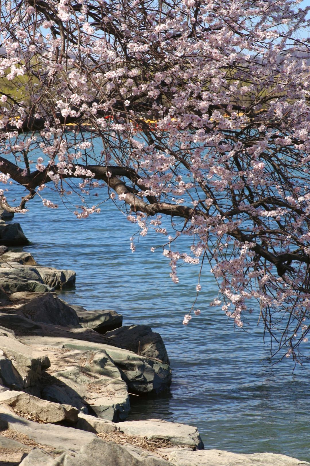 原来颐和园赏🌸划🚢这条路线才是精髓，路线
