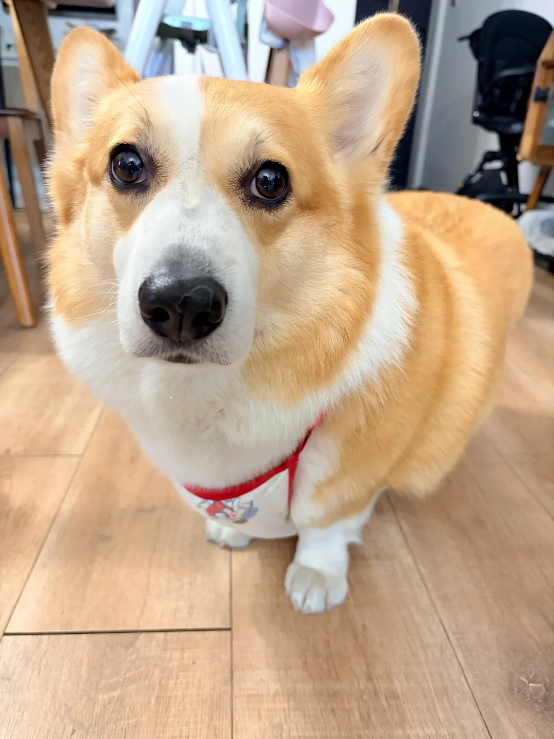 红肚兜真好看