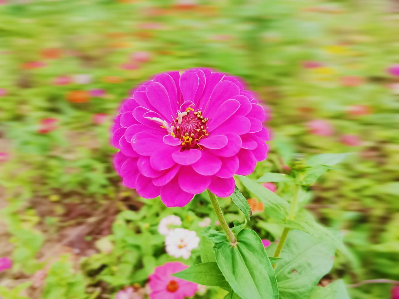 在秋风中摇曳的花儿