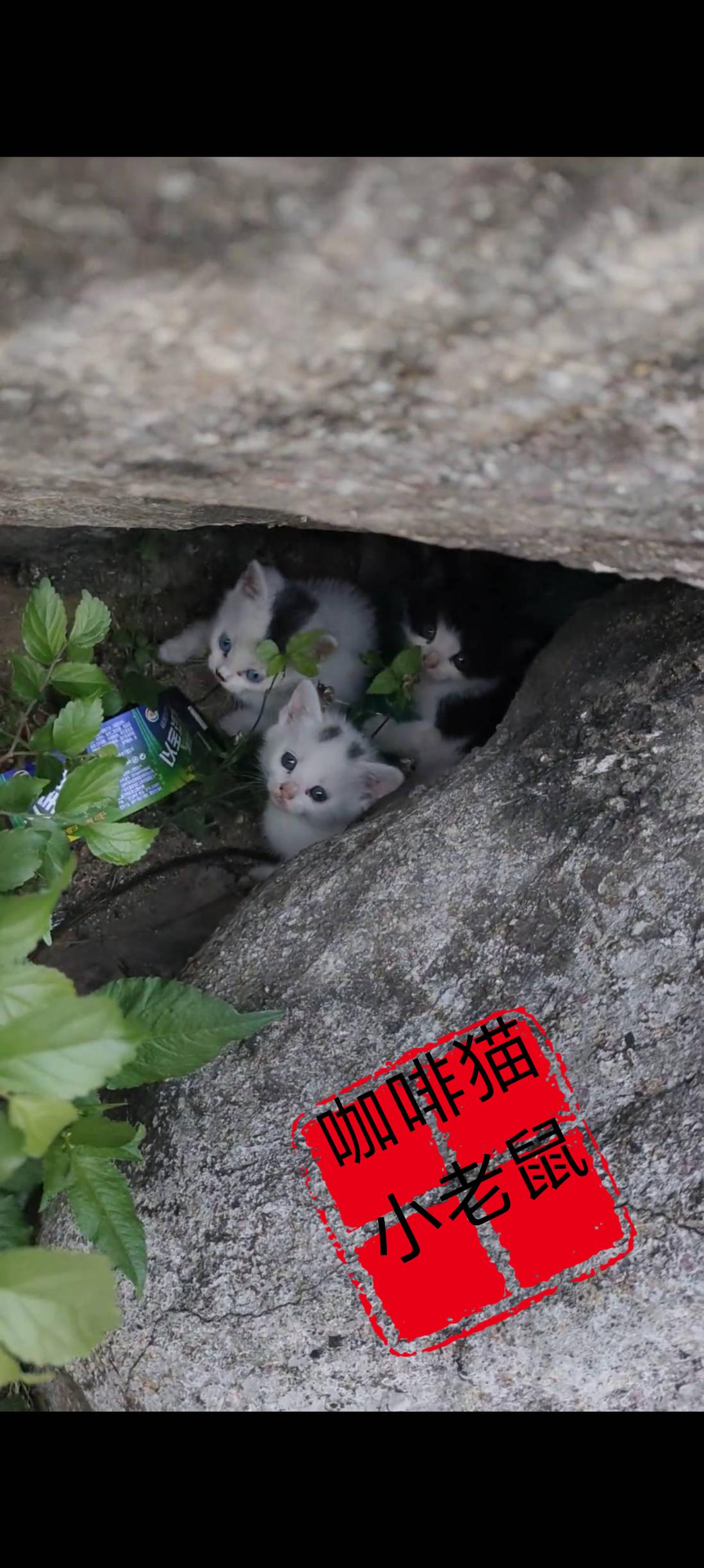 在一处景区的后山洞窟内，有游客竟然发现了三只非常活泼可爱的小猫，在洞穴当中嬉戏玩