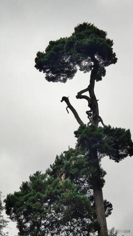 上联:青山不老苍松立
​下联:壮志长存浩气扬
上联:平平仄仄平平仄
下联:仄仄平