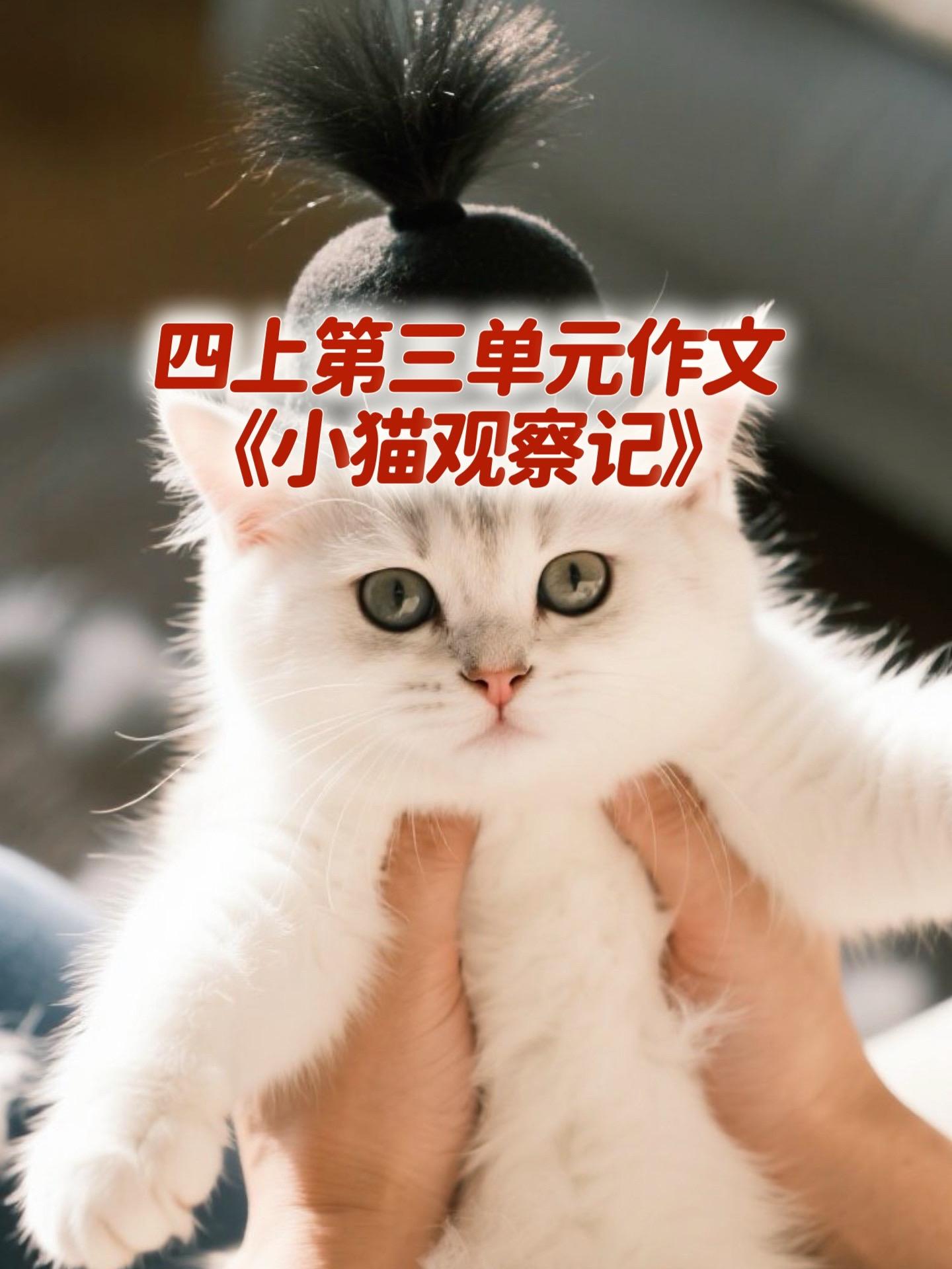 小猫观察记 优秀范文。写作文有困难的孩子，拿去练吧。