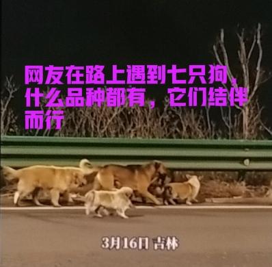 公路上的一群流浪狗，
同是人类很多却持有相反的看法，
有人呼吁：可以不爱，但请别