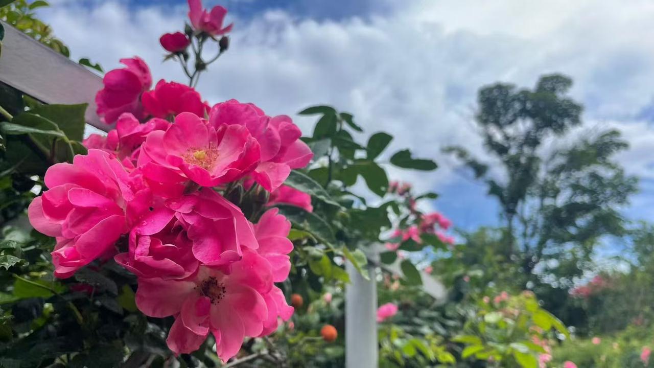 养眼美景共享 美丽的花朵分享