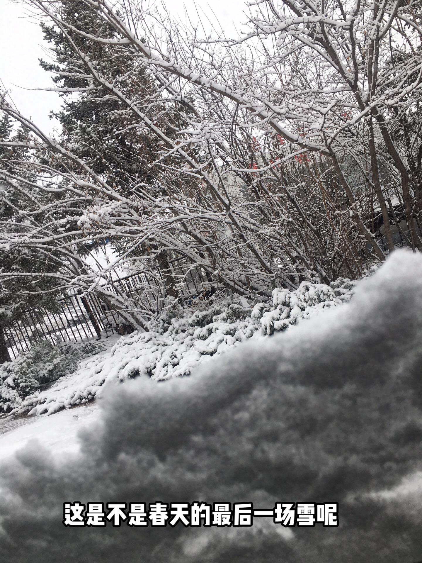 又是一场大雪 白茫茫一片