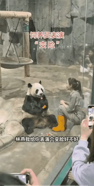不愧是国宝！大熊猫竟然看懂了饲养员的表演！变脸真好玩！大熊猫笑翻在地，忒有意思了